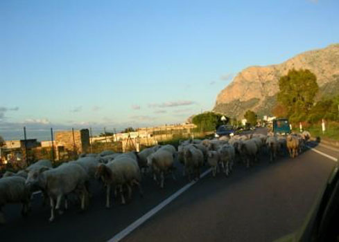 Sizilien,Ferienwohnung in Sizilien, Ihre Gastgeber in Terrasini,Casa Ulla und Gino